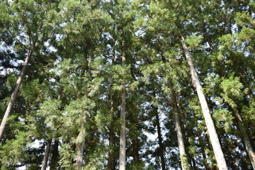 日本　群馬　中之条町　山中風景　道