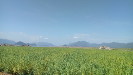 Fototapeta premium farm field