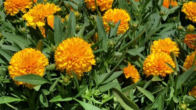 4K HD video zooming in on vibrant golden yellow orange Marigold flowers blowing in the wind.
