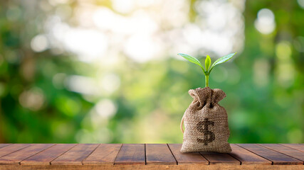 Plants that grow in a purse hanging on a wooden table and the morning sun with business investment ideas and financial growth.