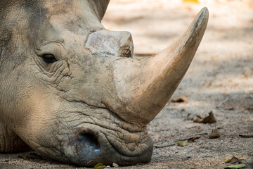 Obraz premium rhino headshot from side face