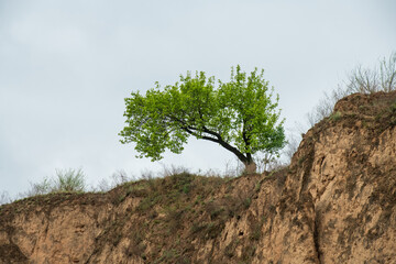 one single tree on mountains