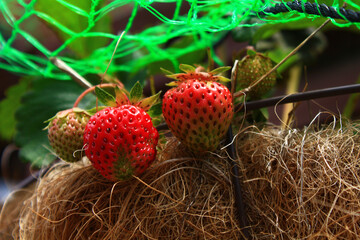 プランターで作ったイチゴ