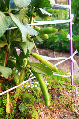 家庭菜園で作ったソラマメの実