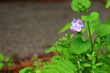 道端に咲くカキドオシの花