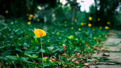 yellow tulips in spring