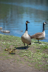 Canada geese on the river banks with young goslings.