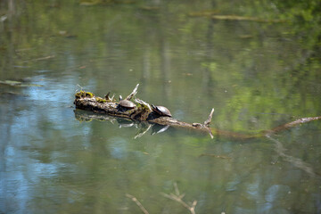 Two turtles sunbathe on a log in a pond.