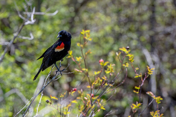 A red winged blackbird perched on a branch.