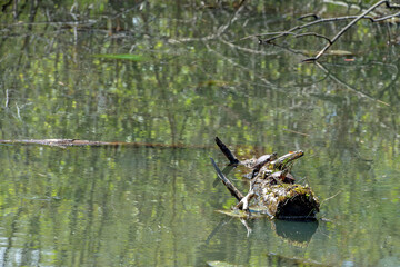 Turtles warm themselves in the sun on a log in a pond.