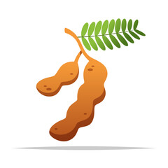 Tamarind fruit vector isolated illustration