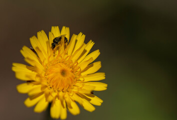 yellow flower