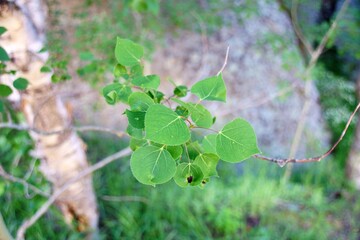 Aspen leaves