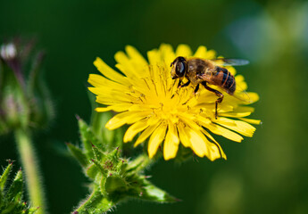 bee on flower