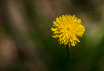 yellow dandelion flower