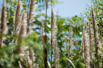 grass in the wind