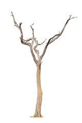 Single old and dead tree isolated on white background.