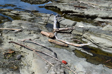 海岸に漂着した流木