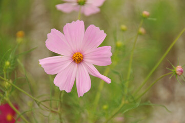 コスモス