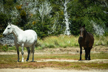 Caballos salvajes