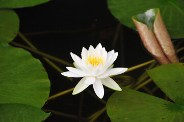 white water lily