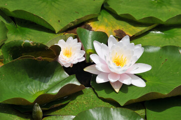 white water lily