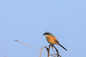 Long-tailed Shrike on the lookout