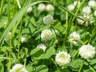 シロツメクサの蜜を吸う蜜蜂