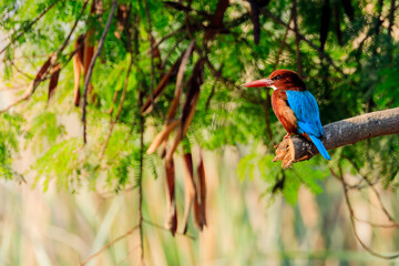 Kingfisher perched in the shade