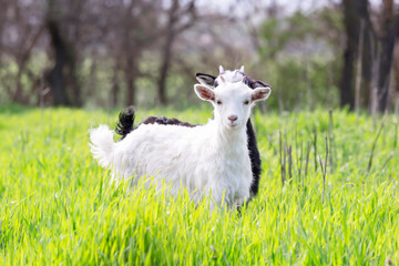 Obraz premium Two baby goats white and black graze in a spring meadow