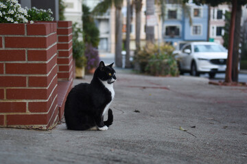 outdoor tuxedo cat next to brick wall on city sidewalk