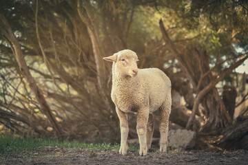Naklejka premium 4 month old lamb. Full body shot in garden setting. 