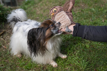 cute papillon dog
 papillion is a small, dainty-looking dog with ears that flare from its head like the wings of a butterfly.