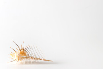 ホネガイの背景　Background of Murex pecten (Venus comb) 