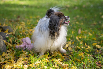 cute papillon dog
 papillion is a small, dainty-looking dog with ears that flare from its head like the wings of a butterfly.
