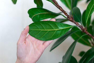 large leaf on hand close-up