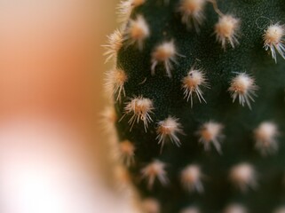 cCloseup cactus Bunny ears , Opuntioideae plants in pot with purple color background, macro image ,soft focus ,sweet color for card design ,close up of cactus