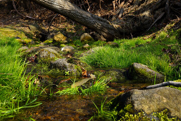 清らかな小川の流れと苔むした岩や水草