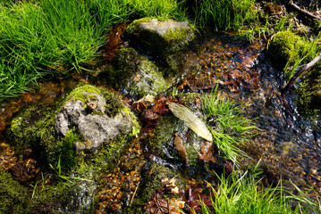 清らかな小川の流れと苔むした岩や水草