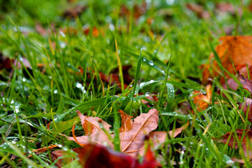 草に水滴が残る雨上がりの緑の風景