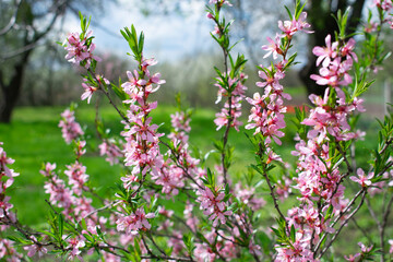 Blooming miniature ornamental almond