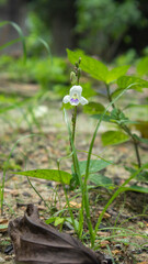 flowers in the garden