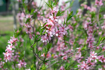 Blooming decorative almond full frame