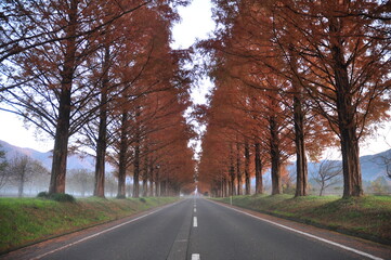 Beautiful Sequoia road in Japan 