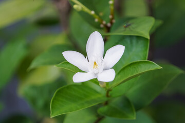 White gardenia blooming in the morning.