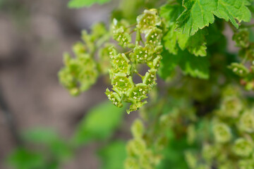 Blooming white currant close up with blurred background