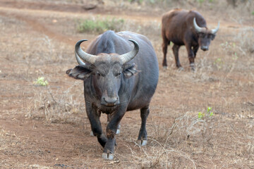 Cape Buffalo cow in South Africa RSA
