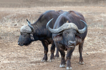 Two Cape Buffalo bulls [syncerus caffer] chewing the cud in South Africa RSA - obrazy, fototapety, plakaty