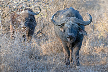 Two Cape Buffalo bulls in the bush in South Africa RSA