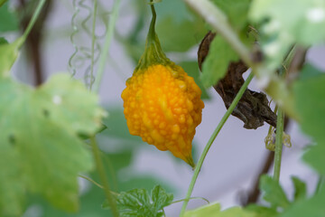 Close-up of yellow gourd on the tree.